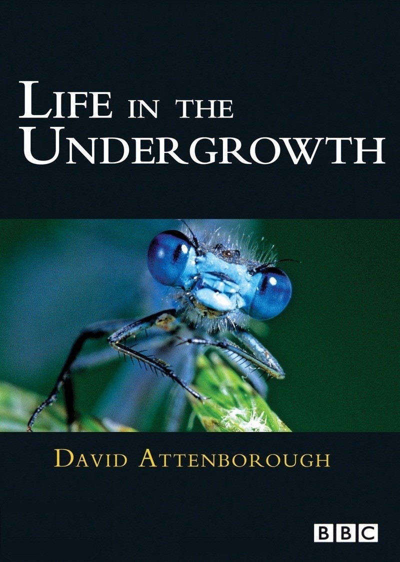 Life In The Undergrowth: Season 1